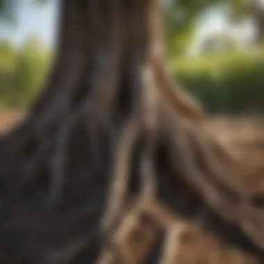 Tree Roots: Guardians of Soil Integrity Roots of a tree stabilizing soil