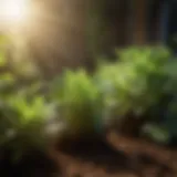 Illustration of UV light spectrum and its impact on plant growth.