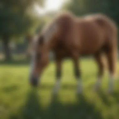 A healthy horse grazing in a lush pasture