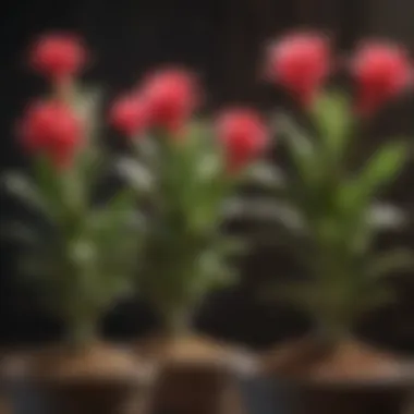 Transformation of a Christmas Cactus Before and after comparison of a trimmed Christmas cactus