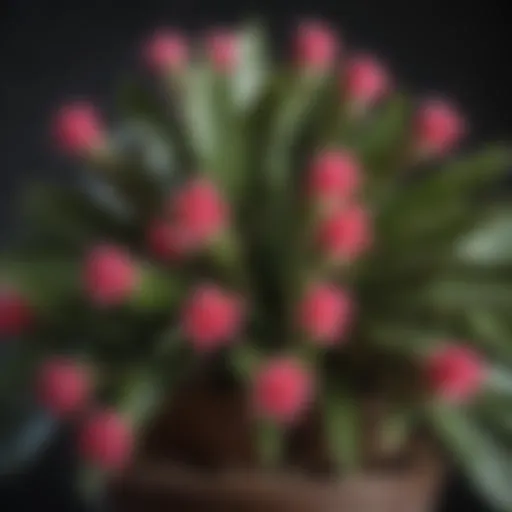 Close-up of a healthy Christmas cactus with vibrant blooms