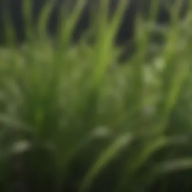 Close-up of healthy Saint Augustine grass blades