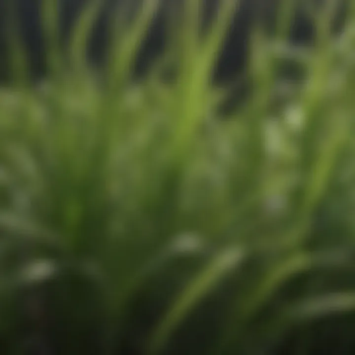 Close-up of healthy Saint Augustine grass blades