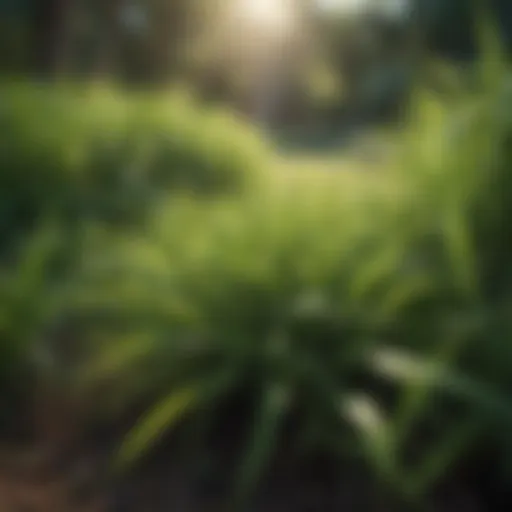 Lush Saint Augustine grass in a vibrant garden