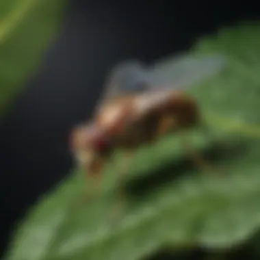 Tsetse Fly: The Vector of Trypanosomiasis A tsetse fly perched on a leaf, illustrating the vector of African trypanosomiasis.
