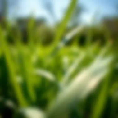 Healthy Bermuda Grass Blades Close-up of healthy Bermuda grass blades