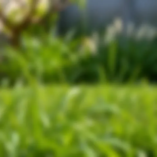 Lush Bermuda grass lawn in a Houston backyard