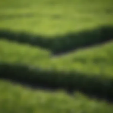 Close-up of lush Bermuda sod squares showcasing vibrant green grass.