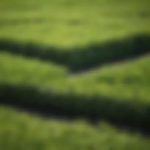 Close-up of lush Bermuda sod squares showcasing vibrant green grass.