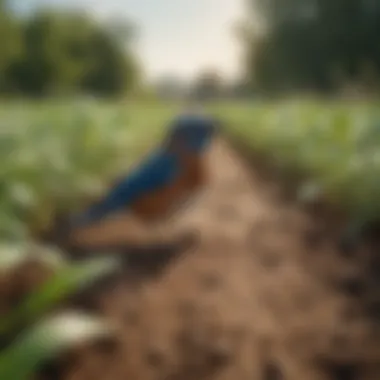 An agricultural field with natural pest control methods in use