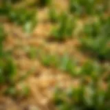 Close-up view of brown patches in fescue lawn