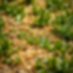 Close-up view of brown patches in fescue lawn
