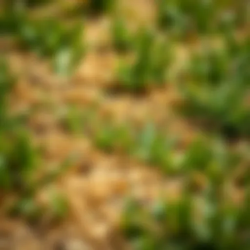 Close-up view of brown patches in fescue lawn