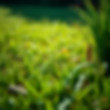 Illustration of environmental factors affecting fescue lawns