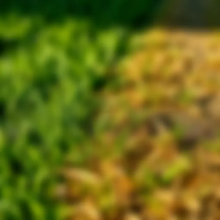 Healthy fescue grass contrasting with brown patches