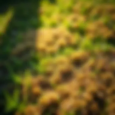 Management techniques for treating brown patches in lawn