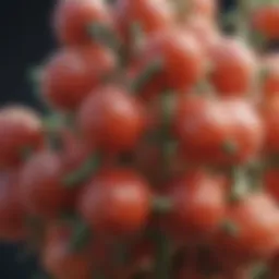 Detailed chemical structure of Bud Candy components