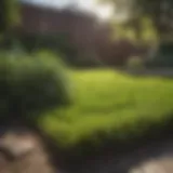 Lush green sod covering a backyard