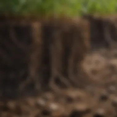 A close-up of soil with roots and microorganisms emphasizing the importance of soil health.