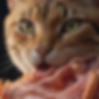 Feline Digestive System Explained Illustration of digestive system in cats