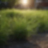 Lush green lawn showcasing different grass types