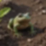 Close-up of Happy Frog Topsoil showcasing its rich texture