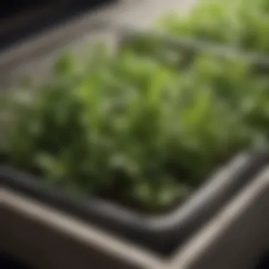 Close-up of herbs arranged inside a drying box for optimal airflow