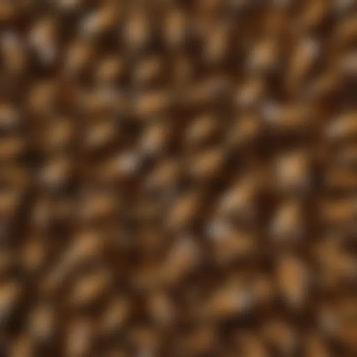 Honey bee hive with bees working together