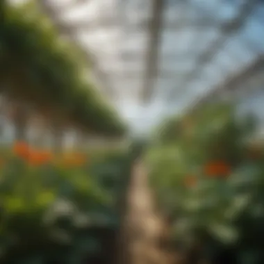 Hydroponically Grown Plants A vibrant display of hydroponically grown plants in a greenhouse environment.