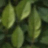 Close-up view of lawn knotweed leaves showcasing their texture and coloration