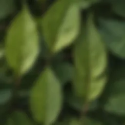 Close-up view of lawn knotweed leaves showcasing their texture and coloration