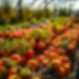 Understanding Micronutrients for a Thriving Vegetable Garden Introduction