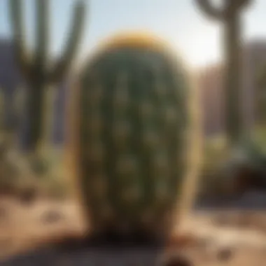 Cactus in arid environment highlighting moisture needs