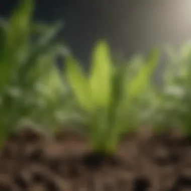 The Crucial Role of Nitrogen in Plant Health Illustration of nitrogen's role in plant health