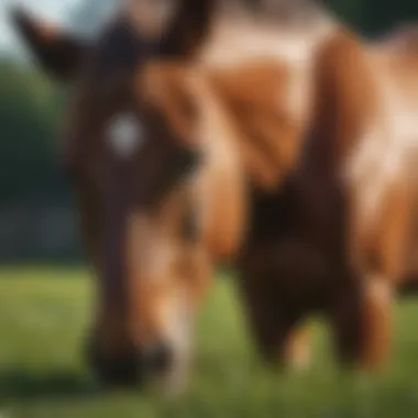 Healthy Horse Eating Grass