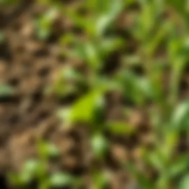 Crop Comparison: With and Without Pillar G Comparison of crops treated with and without Pillar G