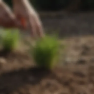 Close-up of granular crabgrass preventer being spread on soil