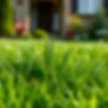 Lush geo zoysia grass in a residential lawn setting