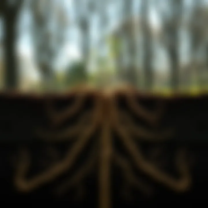 Diagram showing interactions between roots and septic systems