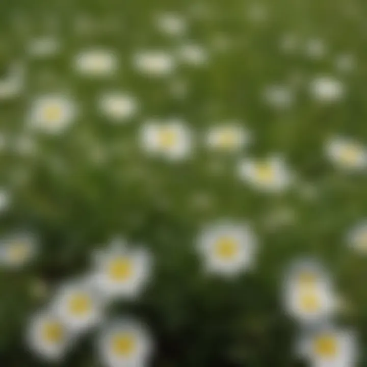 Close-up of small white flowers in grassy field