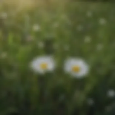 Diverse grassland with small white flower weed presence