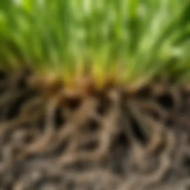Close-up of healthy sod roots indicating proper maintenance