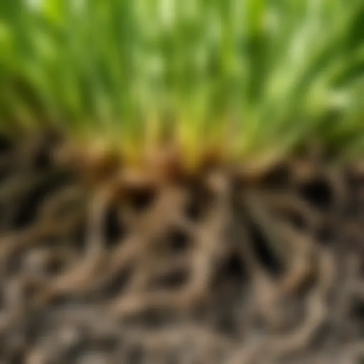Close-up of healthy sod roots indicating proper maintenance