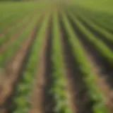 A close-up view of soybean plants highlighting row spacing