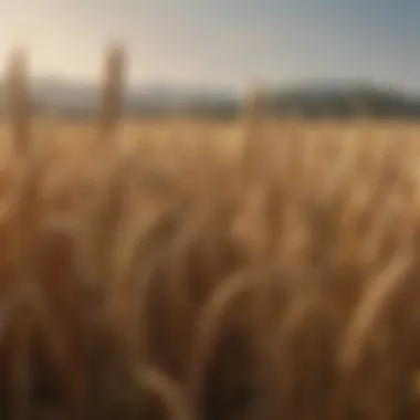 Governmental Policies Affecting Wheat Prices Infographic on governmental policies impacting wheat prices