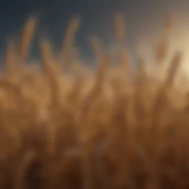 Historical Wheat Price Trends Graph illustrating historical wheat price trends