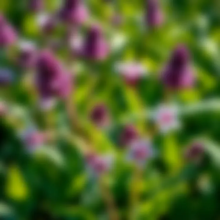 Close-up view of the invasive purple weed showcasing its distinctive leaves and flowers