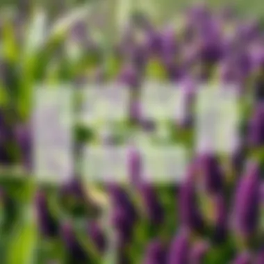 Ecological impact diagram showing effects of purple weed on local flora and fauna