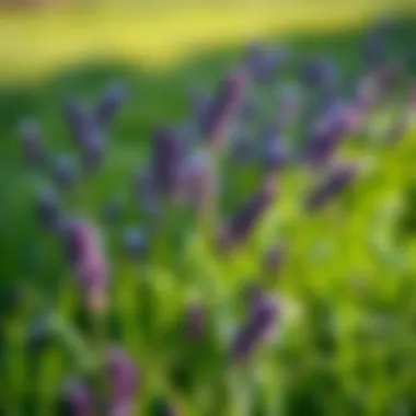 Effective management strategies for controlling purple weed in lawns