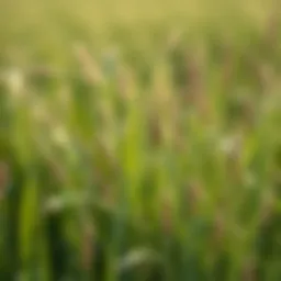 Understanding the Winter Behavior of Tall Fescue Introduction